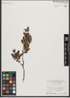 Foto von Salix waldsteiniana Willd.